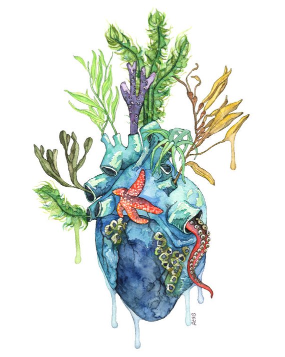 570x713 Watercolor Painting Anatomical Heart Anatomical Heart Print Etsy - Human Heart Watercolor