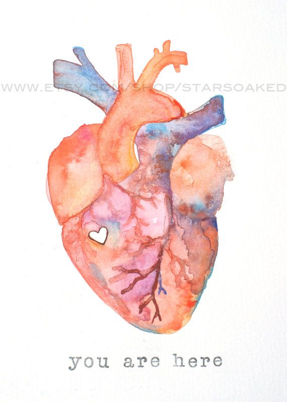 570x798 Anatomy Of Love Human Heart Watercolor Print Diy Inspiration - Human Heart Watercolor