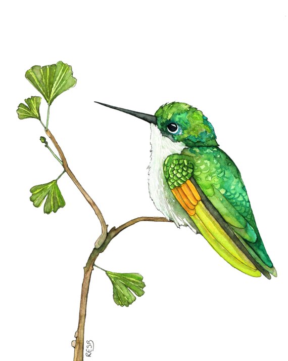 570x713 Hummingbird Painting Watercolor Painting Hummingbird Art Etsy - Hummingbird Art Watercolor