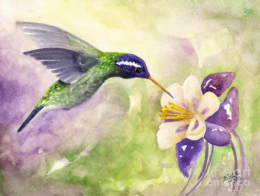 900x679 White Eared Hummingbird Painting By Art By Carol May - Hummingbird Art Watercolor