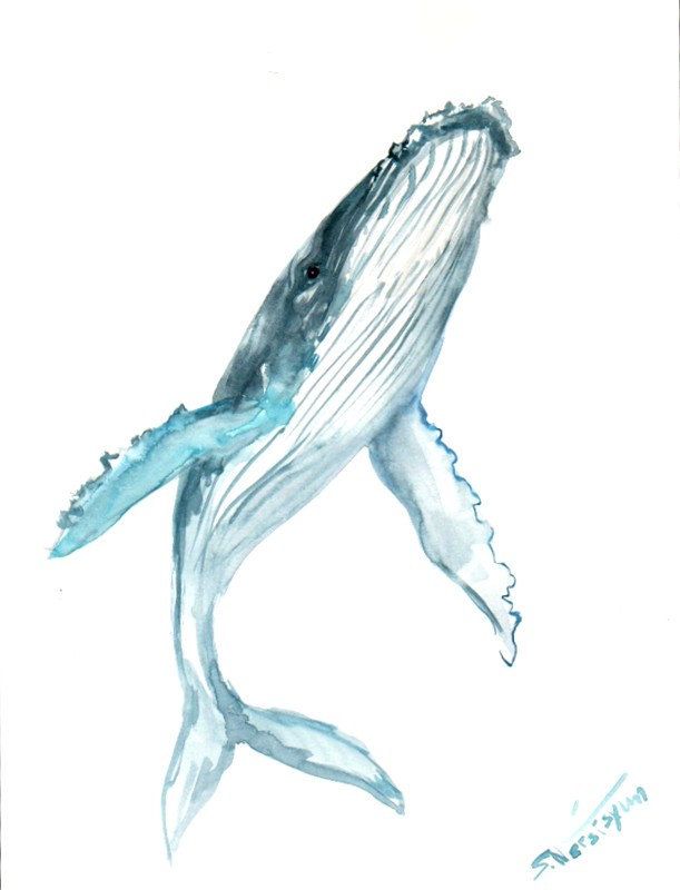 611x800 Humpback Whale Original Watercolor Painting 12 X Art - Humpback Whale Watercolor