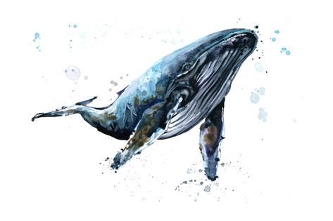 473x315 Humpback Whale Watercolor Illustration. Underwater Fauna Prints By - Humpback Whale Watercolor