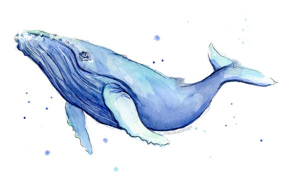 570x391 Humpback Whale Watercolor Print Whale Art Whale Painting Etsy - Humpback Whale Watercolor