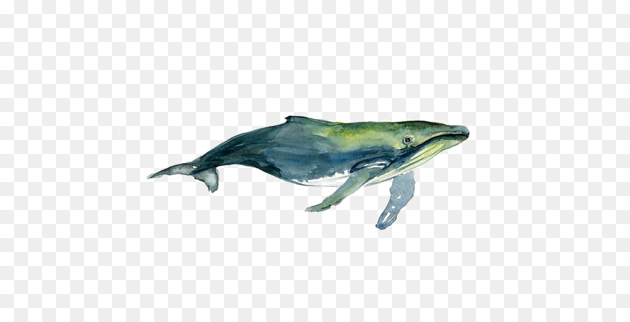 900x460 Tucuxi Humpback Whale Watercolor Painting Drawing - Humpback Whale Watercolor