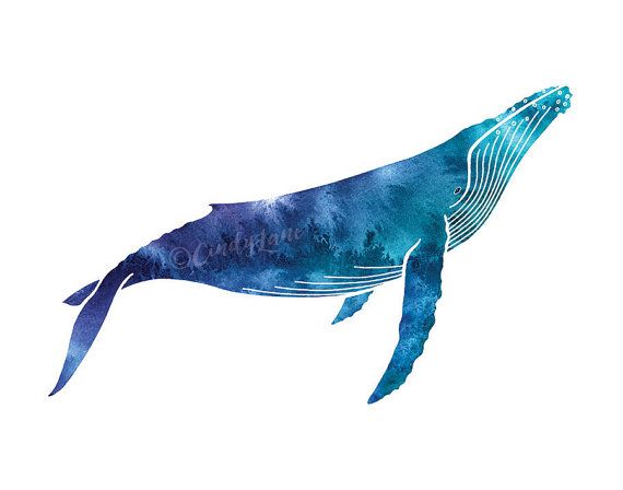 570x448 Watercolor Humpback Whale Print, Whale Art, Whale Watercolor - Humpback Whale Watercolor