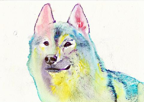 480x340 Husky Dog Watercolor,gift For Husky Owner,colorful Sibe Husky - Husky Watercolor