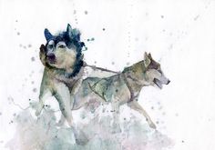 236x165 Husky Watercolor Print, Print Of Husky Painting, Husky Painting - Husky Watercolor