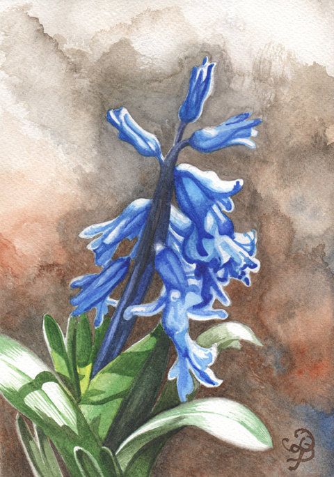480x684 Hyacinth, Original Watercolor Painting Art Gallery Group Board - Hyacinth Watercolor