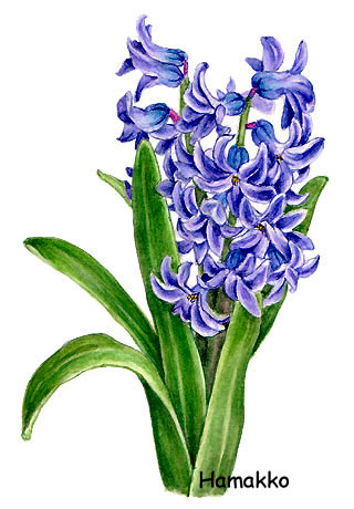320x460 Hyacinth, Watercolors, Botanical Painting. - Hyacinth Watercolor