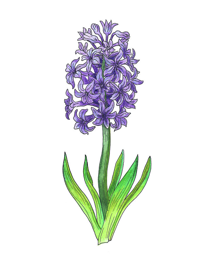 720x900 Hyacinth Flower Botanical Watercolor Painting By Irina Sztukowski - Hyacinth Watercolor