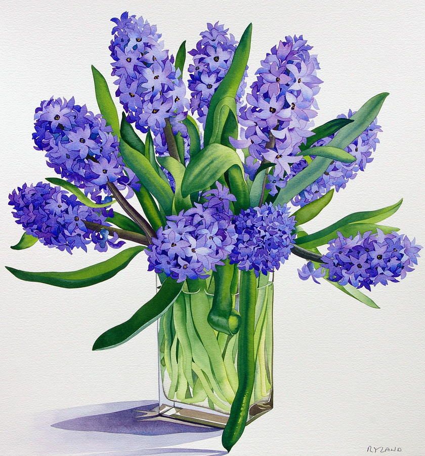 840x900 Hyacinth Painting - Hyacinth Watercolor