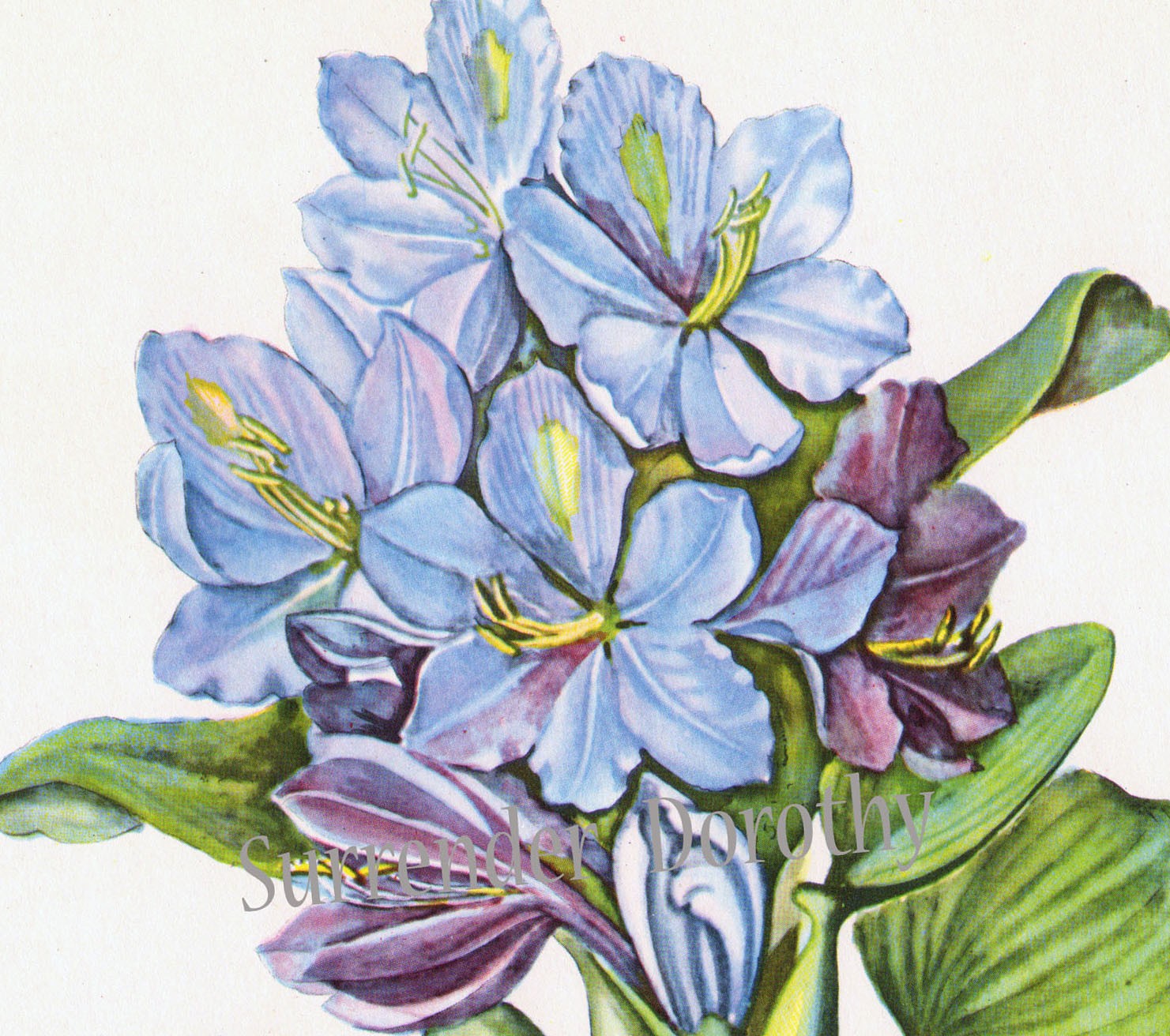 1481x1312 Hyacinth Clipart Botanical - Hyacinth Watercolor