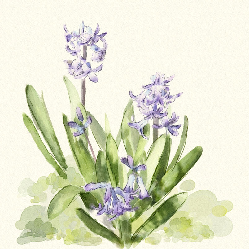 804x804 Hyacinth In A Churchyard - Hyacinth Watercolor