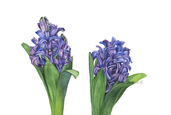 570x384 Hyacinth Watercolor Painting Print Hyacinth Print Botanical - Hyacinth Watercolor