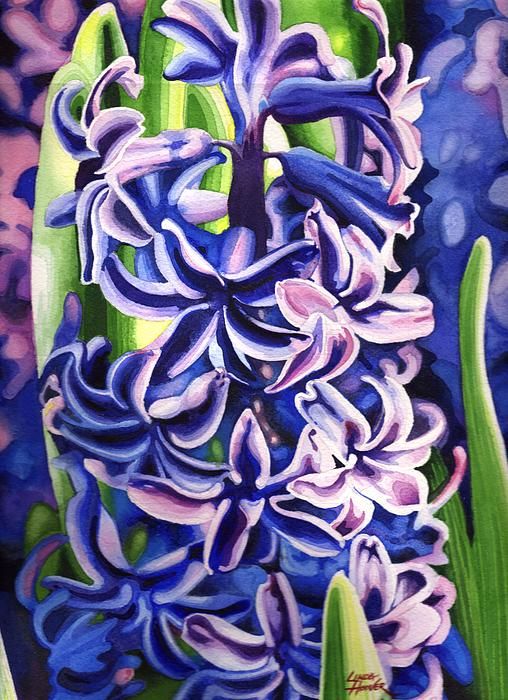 508x700 Linda Hoover Hyacinth Watercolor - Hyacinth Watercolor