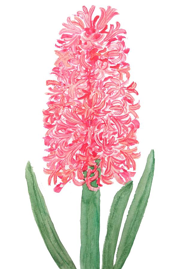 615x900 Pink Hyacinth Watercolor Painting By Color Color - Hyacinth Watercolor