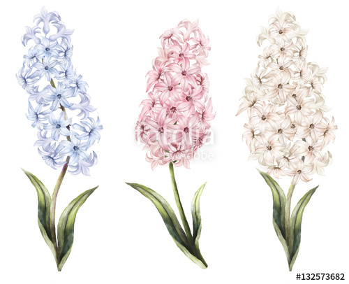 500x406 Set Vintage Watercolor Elements Of Blue, Pink, Hyacinth, Garden - Hyacinth Watercolor