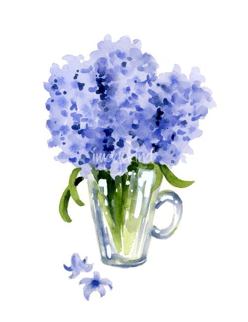 502x650 Stunning Hyacinth Watercolor Painting Reproductions For Sale On - Hyacinth Watercolor