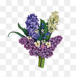 260x261 Watercolor Hyacinth Png Images Vectors And Psd Files Free - Hyacinth Watercolor