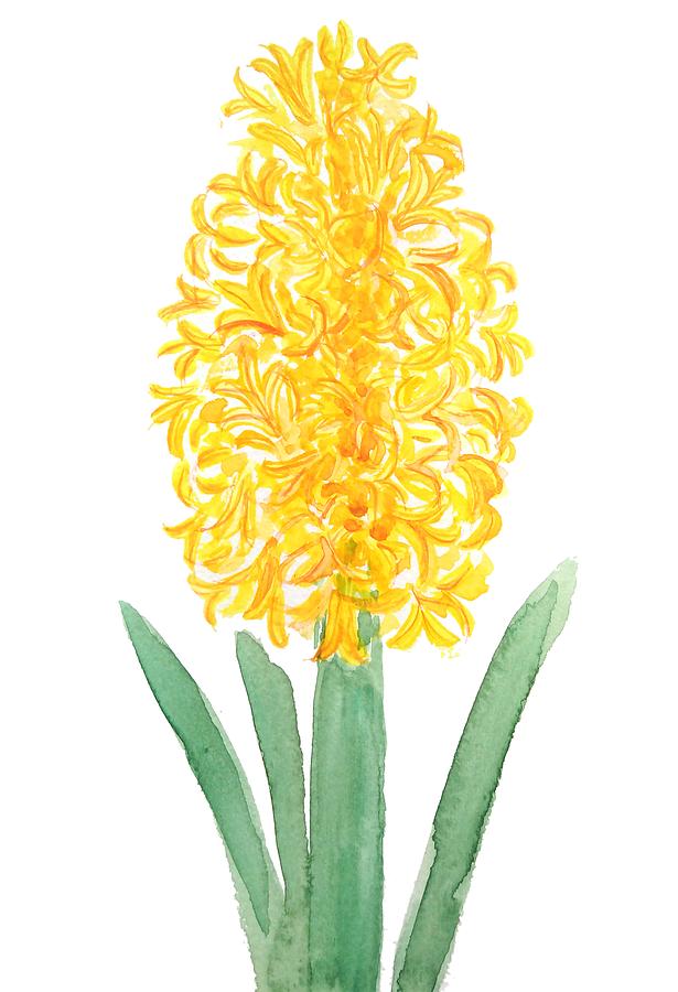 615x900 Yellow Hyacinth Watercolor Painting By Color Color - Hyacinth Watercolor