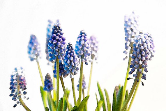 570x382 Big Smile Grape Hyacinth Watercolor Fine Art Photography Etsy - Hyacinth Watercolor