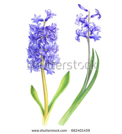 428x470 Collection Of Free Hyacine Clipart Watercolor. Download On Ubisafe - Hyacinth Watercolor