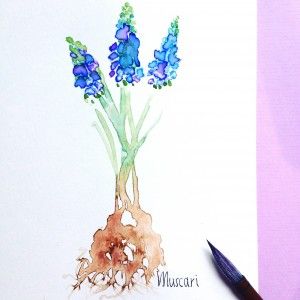 300x300 Grape Hyacinth, Watercolor On Paper Cartes - Hyacinth Watercolor