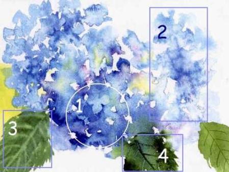 449x337 How To Paint Hydrangeas - Hydrangea Watercolor