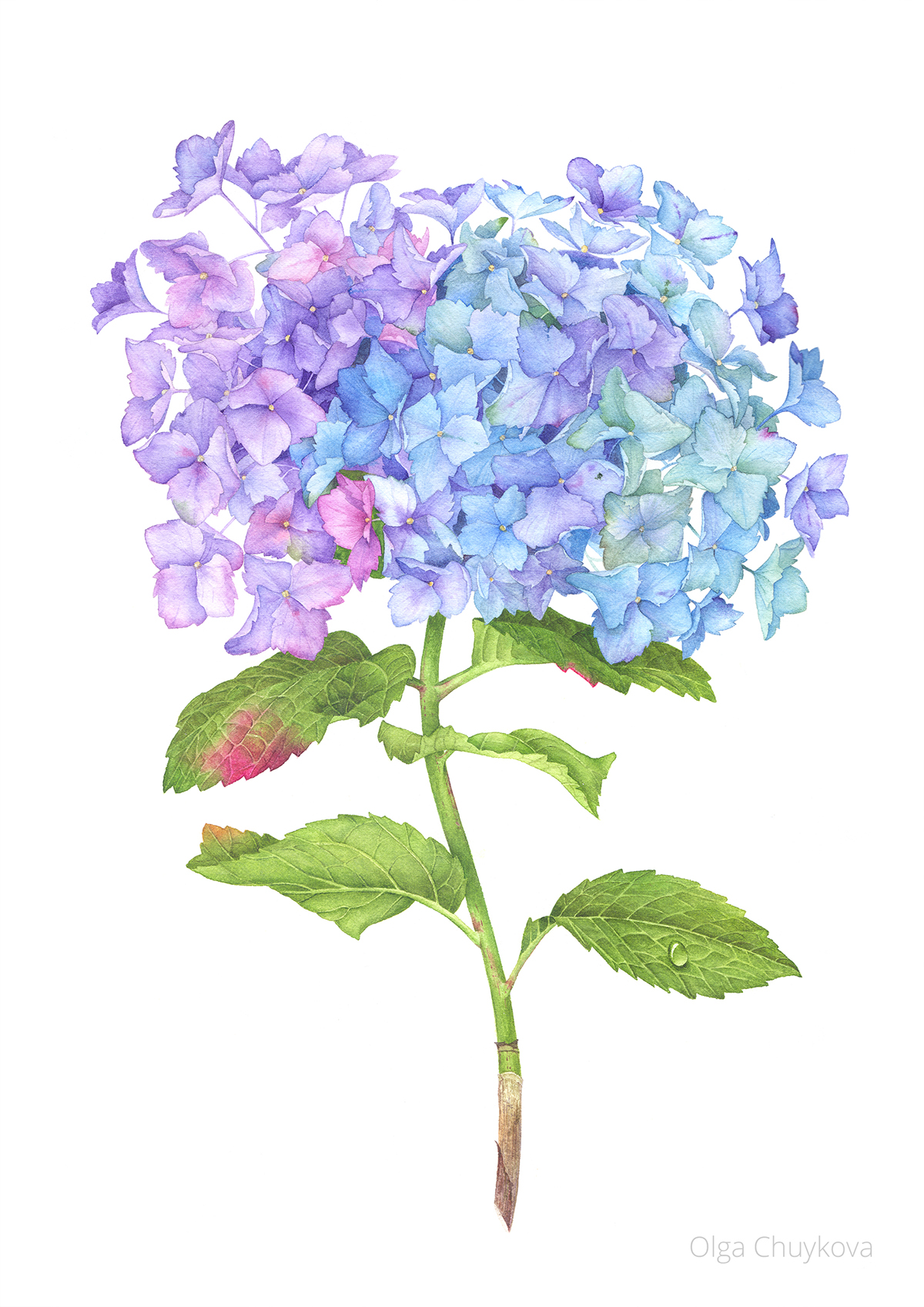 1200x1697 Hydrangea Flower With Watercolor On Behance - Hydrangea Watercolor