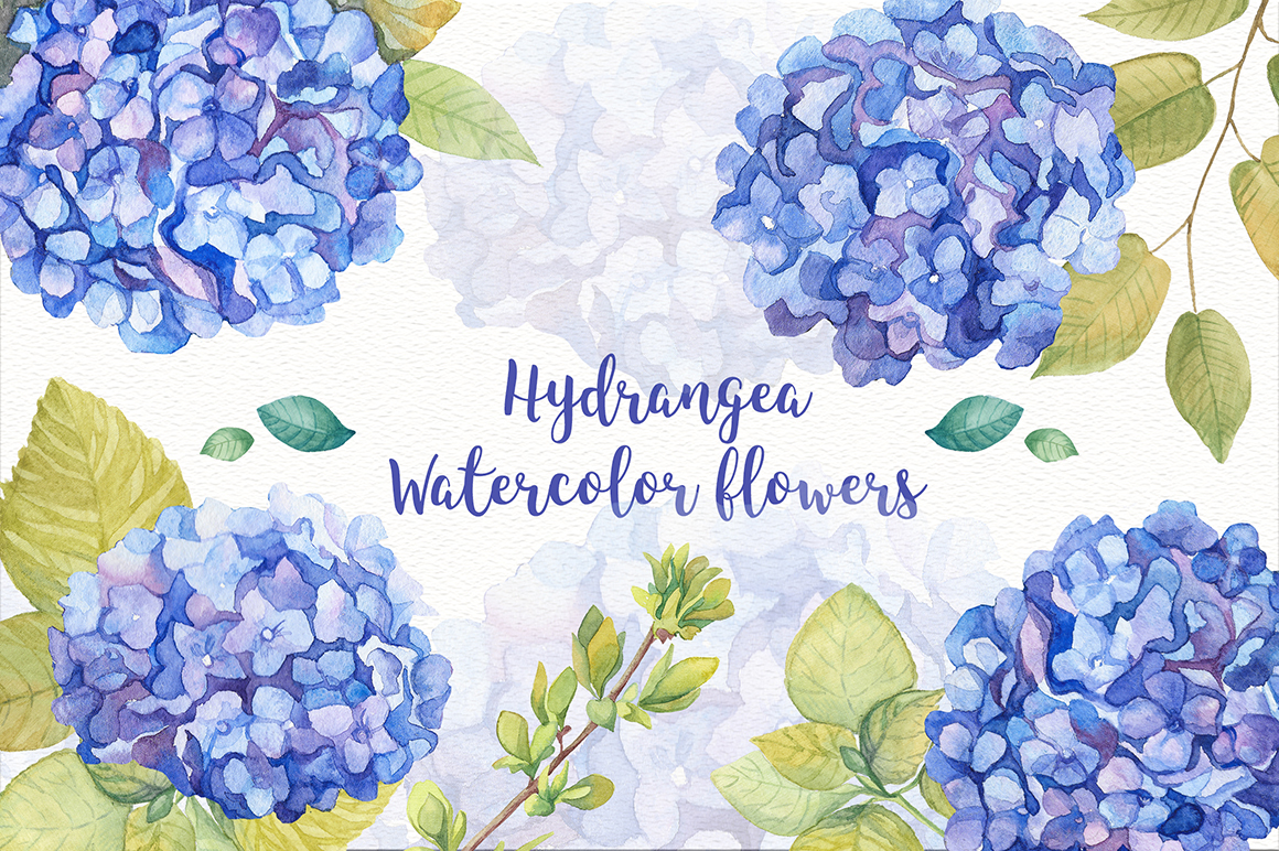 1160x772 Hydrangea Watercolor Flowers - Hydrangea Watercolor