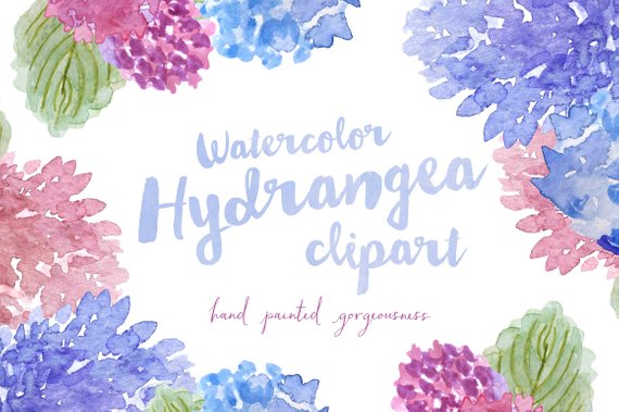 570x379 Hydrangea Watercolor Hand Painted Clipart Clip Art Personal Etsy - Hydrangea Watercolor