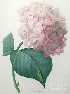 225x300 Hydrangea Watercolor Paintings Fine Art America - Hydrangea Watercolor