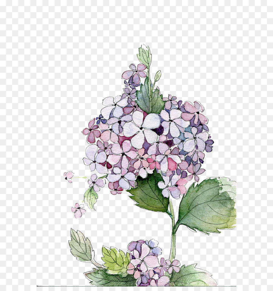 900x960 Hydrangea Watercolor Painting Flower - Hydrangea Watercolor