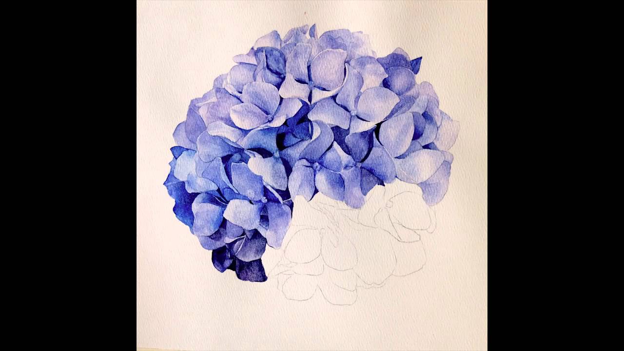 1280x720 Hydrangea In Watercolor Timelapse - Hydrangea Watercolor