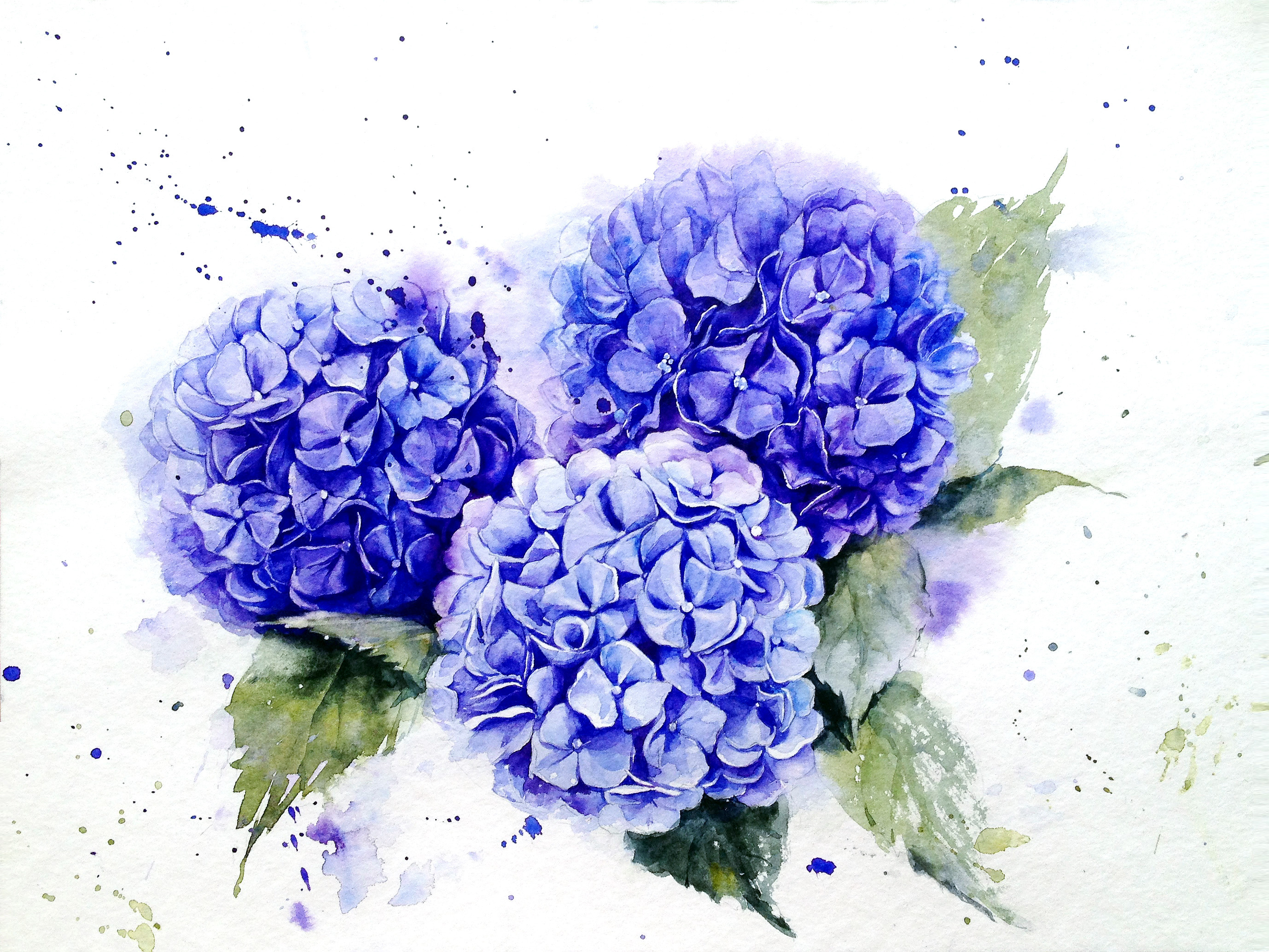 2756x2068 Hydrangea In Watercolor On Behance - Hydrangea Watercolor