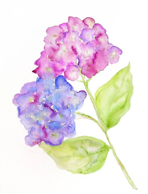 495x650 Hydrangeas By Lori Skoumal Reeves - Hydrangea Watercolor