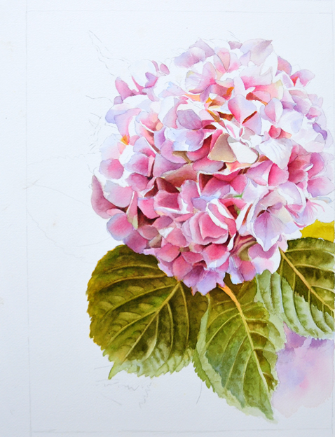 478x624 Pink Hydrangea Painting In Watercolor - Hydrangea Watercolor