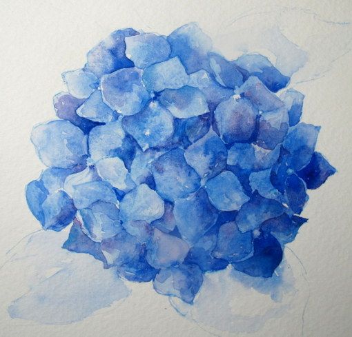 510x489 Step By Step Watercolor How To Paint A Blue Hydrangea (Everyday - Hydrangea Watercolor