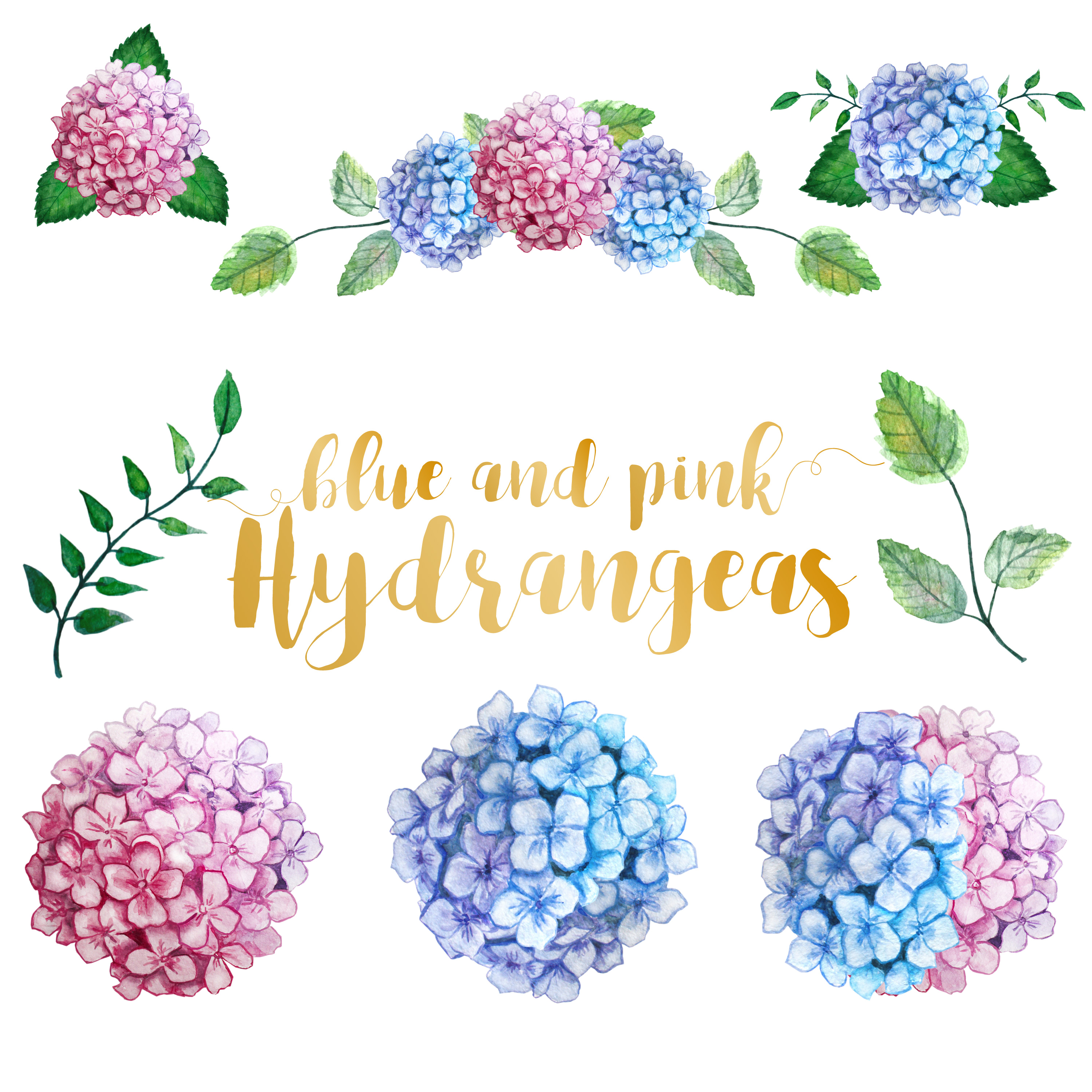 3000x3000 Watercolor Hydrangea Clipart - Hydrangea Watercolor