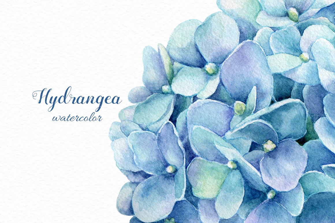 1160x772 Watercolor Blue Hydrangea By Colibriwatercolor - Hydrangea Watercolor