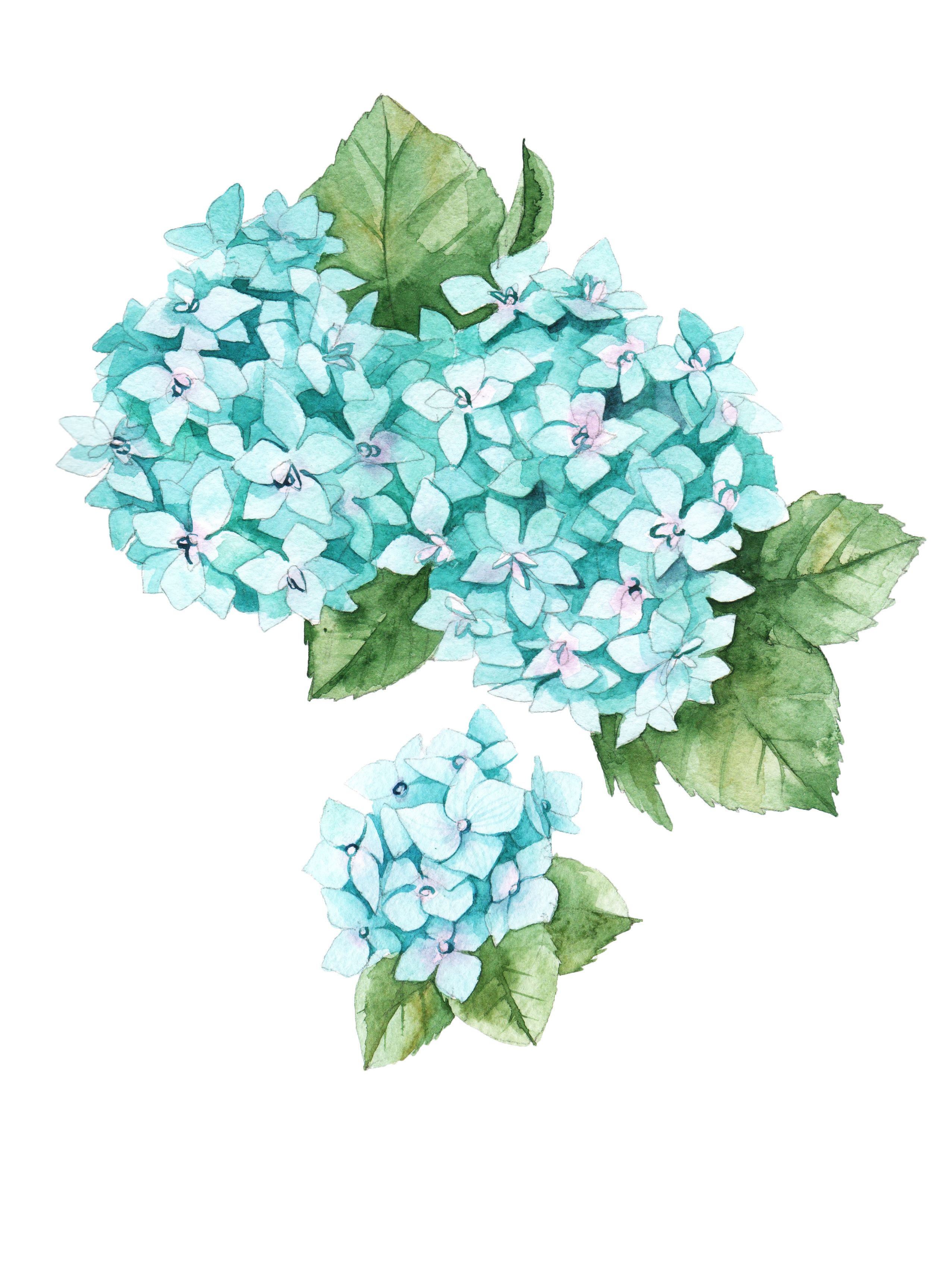 2553x3429 Watercolor - Hydrangea Watercolor