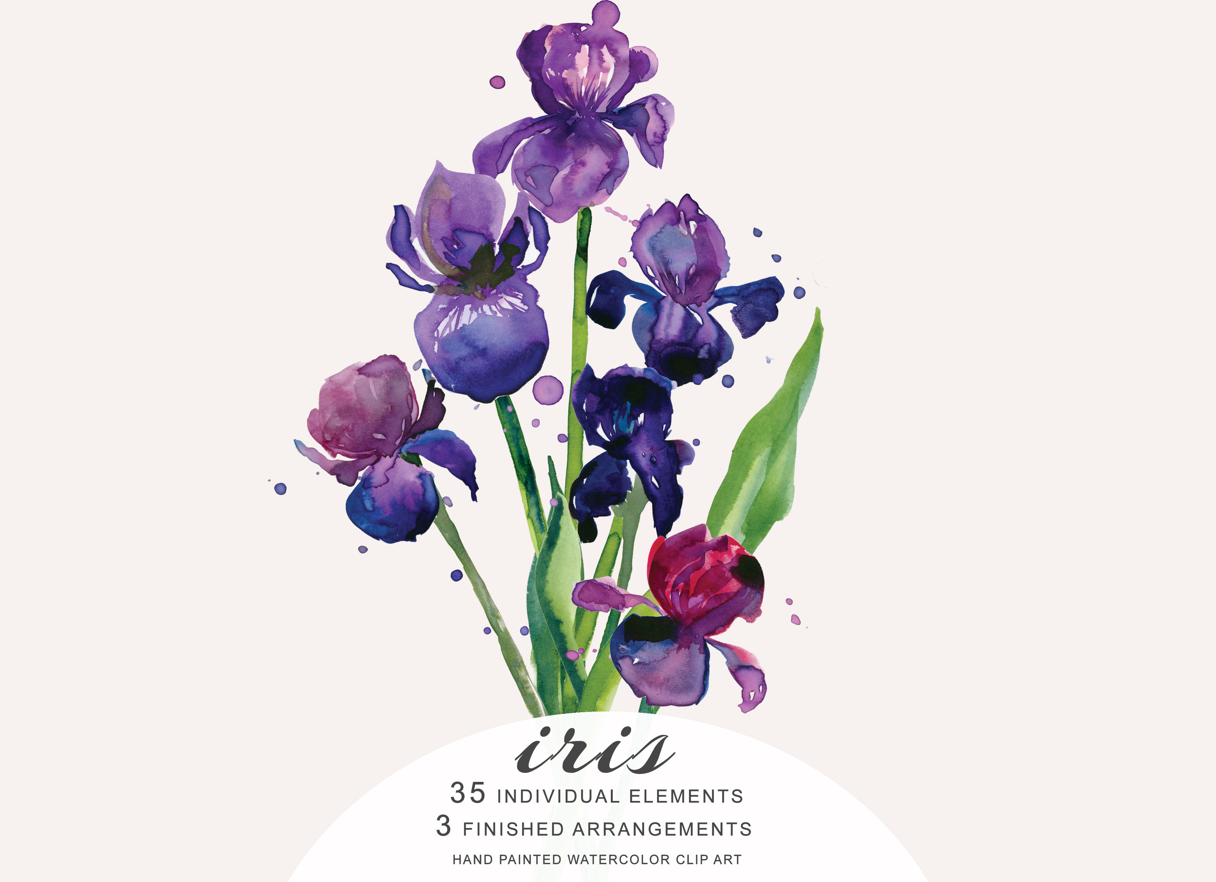 3874x2810 Hand Painted Watercolor Iris Flower Clipart - Iris Flower Watercolor