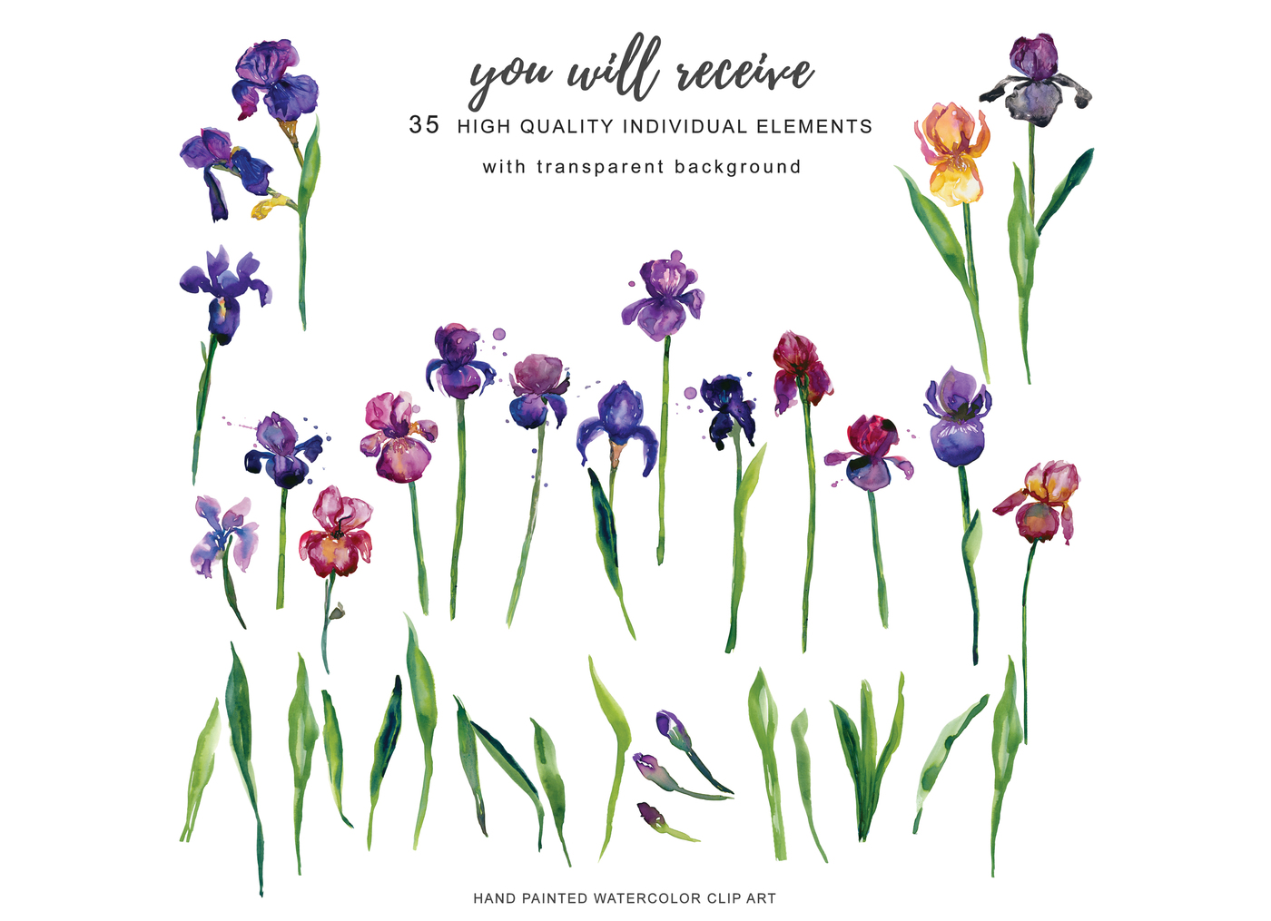 1400x1015 Hand Painted Watercolor Iris Flowers Clipart Arrangements And - Iris Flower Watercolor