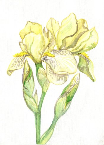 352x489 Iris Flower Yellow Watercolor Premium Clipart - Iris Flower Watercolor