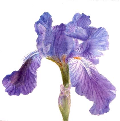 421x425 Iris Watercolor Painting, Small Size 4x4 Watercolor Amp Oil - Iris Flower Watercolor