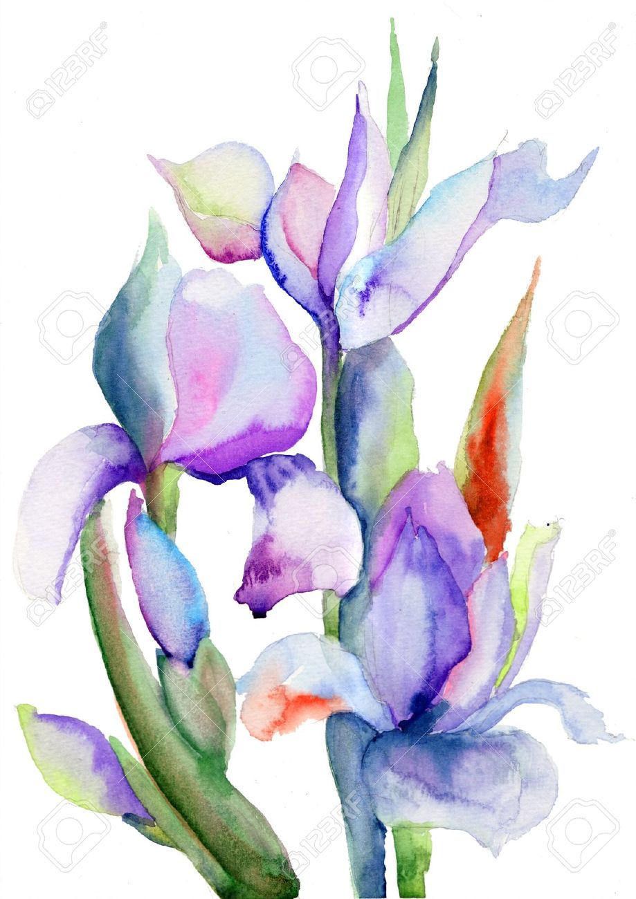 919x1300 Iris Clipart Floral - Iris Flower Watercolor