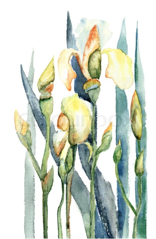 522x800 Iris Flowers, Watercolor Illustration Stock Photo Colourbox - Iris Flower Watercolor
