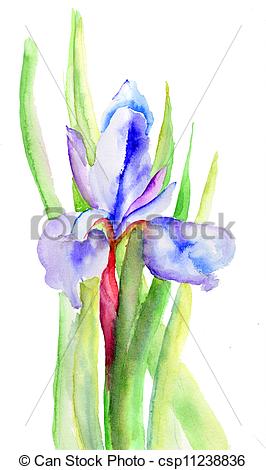 266x470 Iris Flowers, Watercolor Illustration . - Iris Flower Watercolor