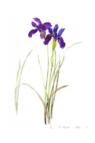 325x488 Long Stems Of Purple Watercolor Iris Flowers Prints - Iris Flower Watercolor