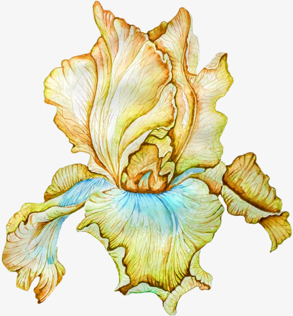 600x647 Watercolor Iris, Watercolor Clipart, Iris, Flowers Png Image And - Iris Flower Watercolor